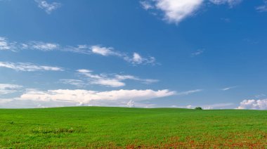  Bahar, genç yeşil buğday güneşte yetişir, ılıman ülkelerde yetişen en en önemli bitkidir, buğday, ekmek yapmak için toprak, vs. 