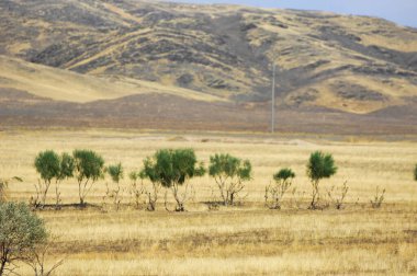 Çayır, düz, çöl. Çorak bir arazide umudun sembolü olarak duran yalnız bir ağaç Doğa 'nın Dayanıklılığı