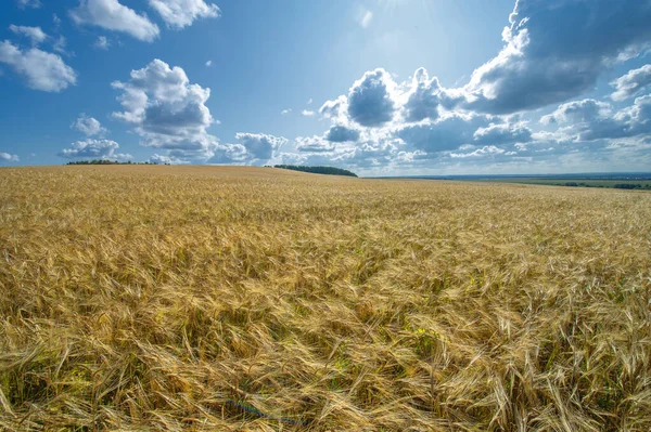 Wheat is a staple food for millions of people, being one of the globally produced cereals.