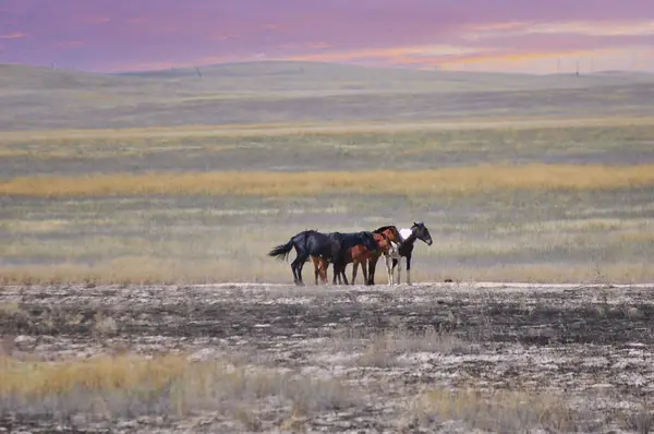Pradaria Planície Deserto Mergulhe Tranquilidade Natureza Enquanto Este Grupo Cavalos Imagem De Stock