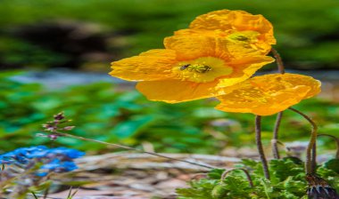 Dağlarda yaz. Dağlık bölgede çiçekler. Yaz manzarası. Böyle güzel bir dünyada, sıkılmaya vakit yok..
