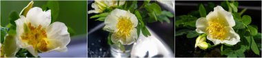 Rosehips bitkisel çay, reçel, jöle, lif ve gül suyu çorbası yapımında kullanılabilir. İçecekler, turtalar, ekmek, şarap ve marmelat için yararlı bir malzemedir. Macar meyveli brendisi de iç..