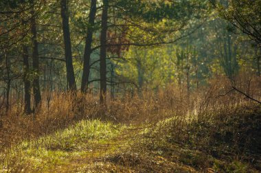 Çam ormanında terk edilmiş eski bir yolun güzelliğini ve sükunetini hissedin. Bahar mahalleye yeni bir hayat getirir. Çiçeklerle ve parlak yeşilliklerle. Yol boyunca yürü