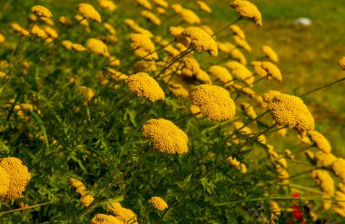 Tansy (Tanasetum vulgare), uzun ömürlü bir çiçektir. Şimdi Kuzey Amerika 'da istilacı olarak kabul ediliyor, ama bir zamanlar Avrupa' da önemli bir tıbbi ve aşçılık bitkisiydi..