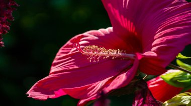 Hibiscus rosa-sinensis, Çin gülü, sadece yarı serttir, bu yüzden sık sık bir yaz çiçeği olarak yetiştirilir..