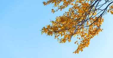 Ağaçların dallarında sonbahar yaprakları. Düşen bir yaprak, sonbaharın ölümünden bahsederken, daha ince bir anlamda baharın kehanetidir.