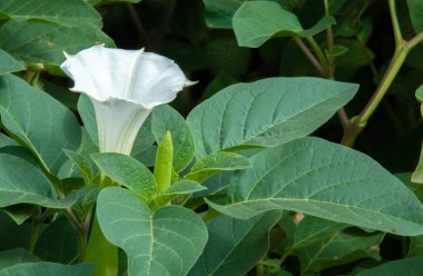 Datura wrightii Regel. Jimsonweed, Sacred Thorn Apple, Thorn Apple, Angel Trumpet, Holy Datura. They once played an important role in the religious ceremonies of the Southwest Indians. clipart