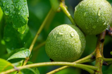 Ağaçtaki cevizler sonbaharda olgunlaşır. Bizans döneminde ceviz, 
