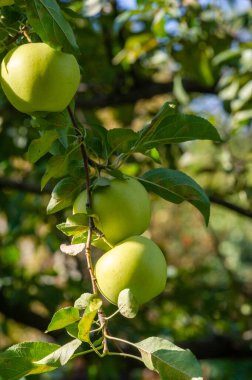 Elmalar. Elmalar sonbaharda olgunlaştığında, ağaçların bütün yaz boyunca ne yaptığını anlamaya başlıyorum. Ve hayatımın sonbaharı geldiğinde, meyvelerim olacak.