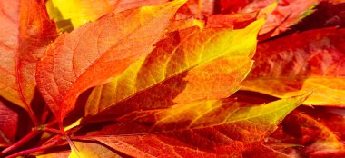 Beyaz arka planda sonbahar yaprakları sonbahar renkleri eğlencelidir. Çok parlak, zengin ve güzeller. Sanki doğa seni renklerle doldurmaya çalışıyor, daha erken depolamak için seni doyuruyor.