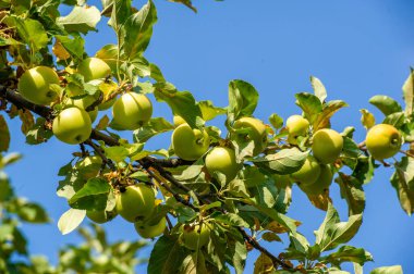 Elmalar. Elma ağaçlarının ürettikleri meyvelere ihtiyacı yoktur. Ancak, bunu yapanlar için tüm hayatını feda ediyor..