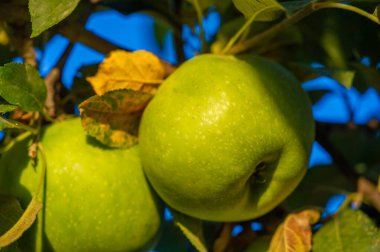 Elmalar. Elmalar sonbaharda olgunlaştığında, ağaçların bütün yaz boyunca ne yaptığını anlamaya başlıyorum. Ve hayatımın sonbaharı geldiğinde, meyvelerim olacak.
