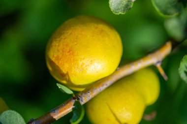 Elmalar. Elmalar sonbaharda olgunlaştığında, ağaçların bütün yaz boyunca ne yaptığını anlamaya başlıyorum. Ve hayatımın sonbaharı geldiğinde, meyvelerim olacak.