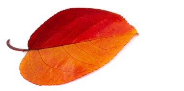 Beyaz arka planda sonbahar yaprakları. Ağaçları yapraklar dökülene kadar sev ve gelecek yıl tekrar denemeye davet et. Kazak havası birlikte daha güzel.