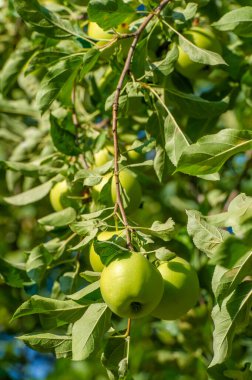 Elmalar. Aslında, ağaçlar yeşil elmalarla, sarı benekli armutlarla ve yaban elmalarıyla, pembe ve altınla kaplıdır.