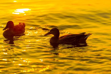 Nehirde yüzen ördeklerin olduğu huzurlu ve huzurlu bir sahne. Batan güneş rahatlatıcı bir an için mükemmel bir zemin yaratır..