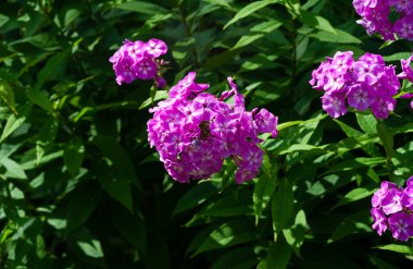 Panik halindeki phlox, siyanotik ailede çiçek açan bir bitki türüdür. Doğal olarak, derelerin kıyısında ve nemli orman alanlarında yetişir..