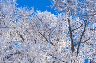 Dağlar. Kış. Kış yürüyüşlerindeki güzel manzarayı tanı. Işıl ışıl buzla kaplı nehirlerden karlı dağlara ve uygun yollara.