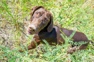 Tecrübeli bir av köpeği, av hayvanı aramak için eğitilmiş. İzleme ve arama konusunda uzmanlaşmış bozkır ağaçlarının yaşam alanlarında. Eleagnus Commutata 'nın sık ormanlarında kolayca gezinebilir..