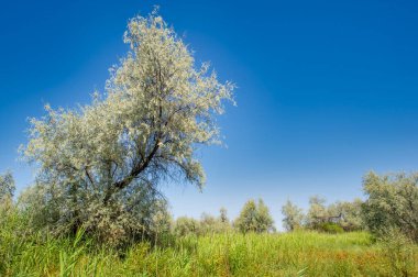 Eleagnus commutata ağaçları bozkır bölgesine özgüdür. Bu ağaçlar bozkır ekosistemindeki vahşi yaşam için yaşam alanı ve besin sağlıyor. Eleagnus Commutata ağaçlarının gümüşi yaprakları ve güzel kokulu çiçekleri vardır..