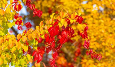 Ağaçların dallarında sonbahar yaprakları. Hiçbir ilkbahar ve yaz güzelliği bir sonbahar yüzünde gördüğüm kadar zarafet yoktur..