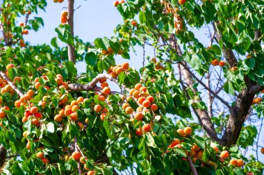 Arka bahçendeki tatlı ve sulu kayısıların tadını çıkar. Her mevsim lezzetli meyveler getiren bir kayısı ağacı yetiştir. Bahçenizi güzel ve verimli bir kayısı ağacıyla süsleyin..