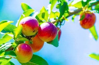 Prunus cerasifera, kiraz eriği ve dünya dengesi eriği olarak bilinen bir erik türüdür. Güneydoğu Avrupa ve batı Asya 'ya özgüdür ve Britanya Adaları' nda vatandaşlık alır.