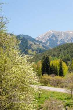 İlkbahar dağlarda Dağların ihtişamı tüm yıl boyunca sihirlidir. İlkbaharda çiçek açan bahar mevsiminde yemyeşil patikalar sonbaharda alevli yapraklar ve karla kaplı zirveler.