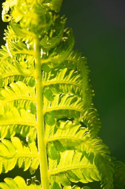 Güzel eğrelti otu yaprağı tasarımı, doğadan esinlenilmiş botanik desen, yeşilliği her yere eklemek için mükemmeldir. Bahçeler, evler ve etkinlikler için çok yönlü dekorasyon. Şaşırtıcı izole arkaplan