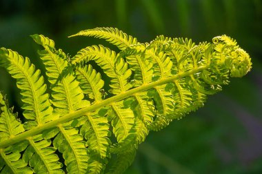 İllüstrasyon yeşil izole edilmiş eğrelti otu dalını gösteriyor. Bahçede ya da yaz temalı tasarımlarda kullanılabilir. Resimde hiç insan yok.