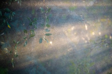 Yazın doğanın sakinliğini hissedin yemyeşil yaprakların üzerindeki yağmur damlalarının ferahlatıcı tadını çıkarın.