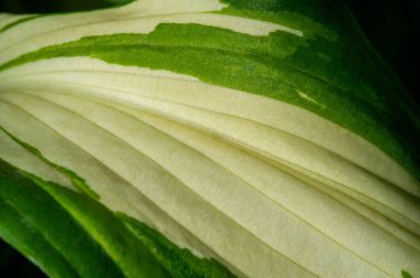Hosta yapraklarının büyüleyici güzelliğini tecrübe edin. Gözleriniz ve ruhunuz için huzur verici bir vaha yaratın. Kendinizi Yeşil Sığınak ile huzur dolu bir dünyaya bırakın.