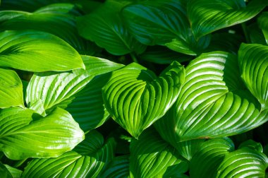 Hosta yapraklarının büyüleyici güzelliğini hisset gözlerin ve ruhun için rahatlatıcı bir vaha yarat kendini sakinlik dünyasına daya ve yeşilin karmaşık desenlerini ve tonlarını keşfet.