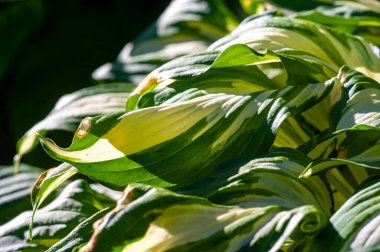 Ev sahibinin yapraklarının rahatlatıcı güzelliğini hisset. Gözlerin ve ruhun için kendini huzurlu bir vahaya daldır. Karmaşık desenler ve büyüleyici baskılar yeşil bir bahçede..