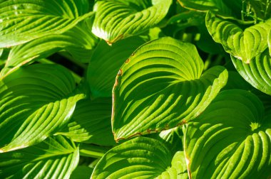 Büyüleyici hosta yapraklarıyla sükuneti hissedin karmaşık desenler ve yeşilin gölgeleri huzur verici bir vaha oluşturur. Gözlerin ve ruhun için yeşil bir sığınak yarat.