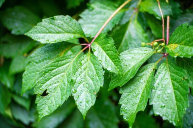 Beş yapraklı bakire sarmaşığı, Doğu ve Orta Amerika 'da yetişen bir asma türüdür. Yüksekliği 20 metreye kadar çıkabilen yaprak döken bir tırmanma tesisidir..