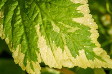 Aegopodyum podagraria bitkisinin değişik versiyonu. Ek olarak yeşil ve beyaz yapraklar, büyüyen koşulları hoş görür. Birçok bahçe için uygun hale getirir.