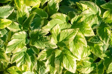 Aegodium podagraria bitkisinin değişik bir formu. Özellikler: yeşil ve beyaz yapraklar. Yaygın bir şekilde büyüyor, bu da onu iyi bir zemin kaplama seçeneği yapıyor. Gölgeye ve nemli toprağa iyi dayanır..