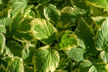 Aegopodyum podagraria 'nın değişik bir türü, yaygın olarak piskopos veya peynir otu olarak bilinir. Yeşil ve beyaz yaprakları var. Bahçelere görsel ilgi katıyor. Çeşitli toprak türlerine karşı dirençli