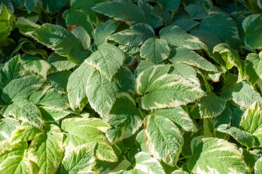 Aegopodyum podagraria, bir tür toprak örtüsü bitkisidir. Yeşil-beyaz yaprakları var ve hızla yayılıyor. Bahçedeki boşlukları doldurmak ya da sınır yaratmak için harika..