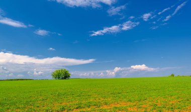  Bahar, genç yeşil buğday güneşte yetişir, ılıman ülkelerde yetişen en en önemli bitkidir, buğday, ekmek yapmak için toprak, vs. 