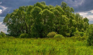 Yaz, gök gürültülü bulutlar, mavi gökyüzü, sel basmış çayır tarlaları, yaz renklerinin kokusu ve çeşitli kır çiçekleri.