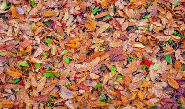 Sonbahar fotoğrafçılığı, sonbaharda yapraklar, yılın bu zamanında ağaçlar turuncu, kırmızı ve bakır çiçeklerden koparak canlanıyor.