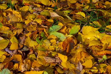 Yılın en güzel zamanı huş ağacının renkli sonbahar yaprakları, yaprakları kalp şeklinde ve beyaz kabuklu yaprak döken yapraklar..