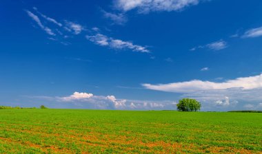  Bahar, genç yeşil buğday güneşte yetişir, ılıman ülkelerde yetişen en en önemli bitkidir, buğday, ekmek yapmak için toprak, vs. 