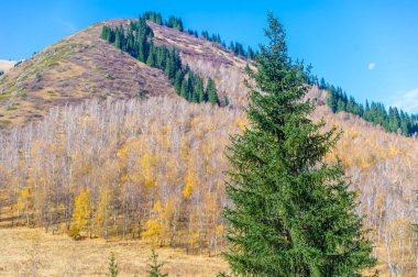 Tien Shan dağlarındaki çam ağaçlarının güzelliğini ve sükunetini hisset. Huş ağaçları boyunca heyecanlı bir maceraya atılın. Bırak bu nefes kesici manzaralar gezgin şehvetine ilham versin..