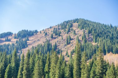 Doğa 'nın tuvali kendini Tien Shan' ın sonbahar ihtişamının nefes kesici güzelliğine batır. Görkemli dağların arasında bulunan bu renkli ağaçlar, Tien Shan Dağı İnzivası