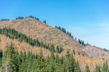 Sonbaharda Tien Shan 'ın olağanüstü doğumunun tadını çıkarın. Kendinizi canlı yapraklara ve yeşil çam ağaçlarına daldırın. Nefes kesici manzaranın ve huzurlu bir atmosferin tadını çıkar..