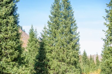 Sonbaharda Tien Shan 'ın olağanüstü doğumunun tadını çıkarın. Kendinizi canlı yapraklara ve yeşil çam ağaçlarına daldırın. Nefes kesici manzaranın ve huzurlu bir atmosferin tadını çıkar..
