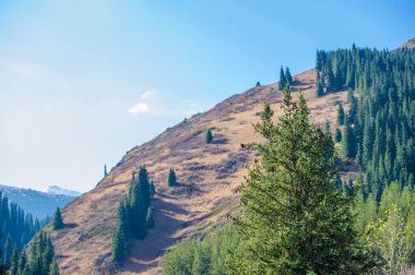 Kendinizi canlı sonbahar renkleri cennetine daldırın. Sonbaharın gölgeleriyle Tien Shan 'ın nasıl canlandığını hisset. Doğanın senfonisinin zıt paletinden büyülen..